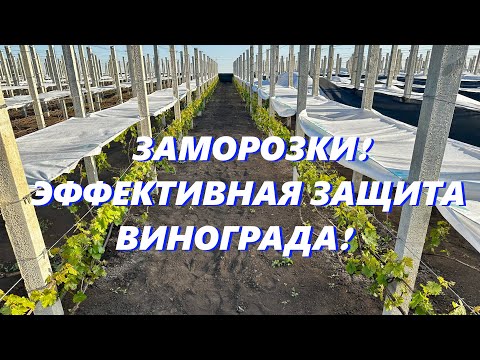 Видео: Как защитить виноград от возвратных заморозков весной, разные способы и советы.