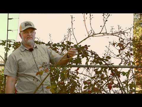 Видео: Зимняя обрезка ежевики
