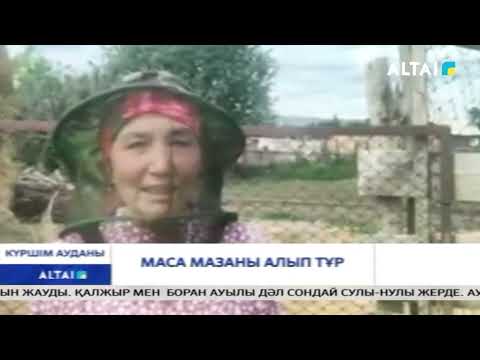 Видео: Маса мазаны алып тұр