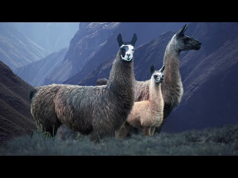 Видео: КАК ПРОШЕЛ ДЕНЬ ПОДРАБОТКИ ЗАМЕСТИТЕЛЕМ УЧИТЕЛЯ В УЭЛЬСЕ.  ЖИЗНЬ В ВЕЛИКОБРИТАНИИ 