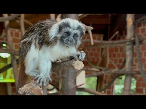 Видео: Прогулка в зоопарке. Германия 🇩🇪