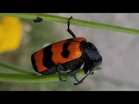 Видео: 15.06.2022 Tbilisi. Глдани 3, 5, 7-ой микрорайон. район Большого озера Глдани