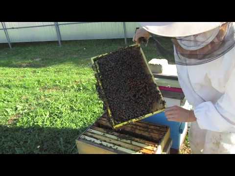 Видео: Содержание пчел в 8-рамочных ульях. Подготовка к зимовке.