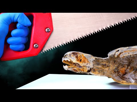 Видео: ЧТО ВНУТРИ ЧЕРЕПАХИ: ВСКРЫТИЕ ЧУЧЕЛА ЧЕРЕПАХИ. ИДЕАЛЬНЫЙ СРЕЗ