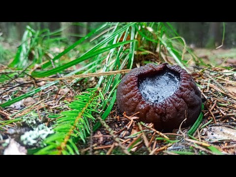 Видео: 🔥ЗА КОСМИЧЕСКИМИ ГРИБАМИ 🤯 | Саркосома шаровидная как и где растет.