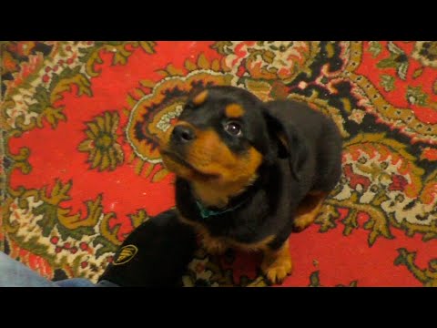 Видео: Взял щенка! С чего начать?