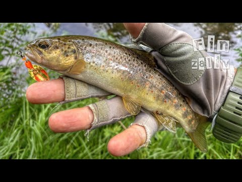 Видео: Ловля дикой форели и хариуса на лесных реках Ленинградской области