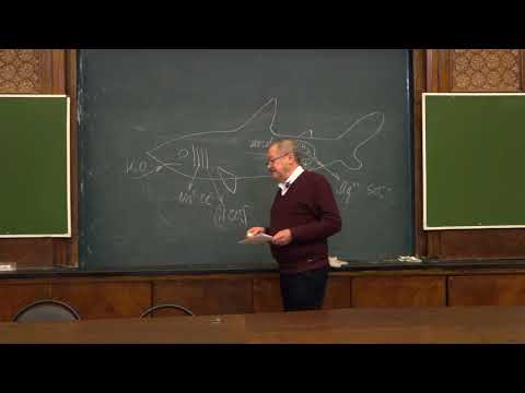 Видео: Корзун Л. П. - Зоология позвоночных - 8. Систематика рыб