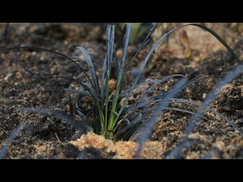 Видео: Офиопогон. Растения с АВИТО. Сезон садоводства 2023.