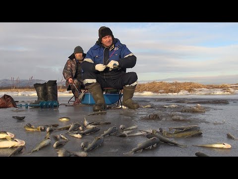 Видео: Корюшк и навага, рыбка есть. Камчатка 2021