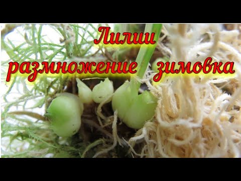 Видео: 🌷Лилии детки  зимовка дома🏡🌷