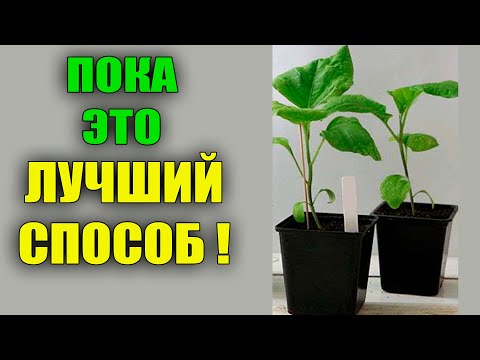 Видео: СЕЮ БАКЛАЖАНЫ В МАРТЕ ТОЛЬКО ЭТИМ СПОСОБОМ!