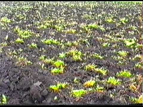 Видео: Институт почвоведения и агрохимии (Часть 1)