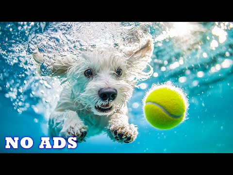 Видео: Музыка для расслабления собак 🐶 От тревоги разлуки Успокаивающая музыка 🐕‍🦺 Помощь со сном