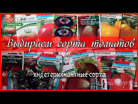 Видео: Выбираем высокорослые сорта томатов. Обзор сортов томатов.Индетерминантные сорта томатов