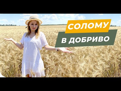 Видео: ЗАПАХАТЬ? СЖЕЧЬ? СОБРАТЬ? Солома как удобрение