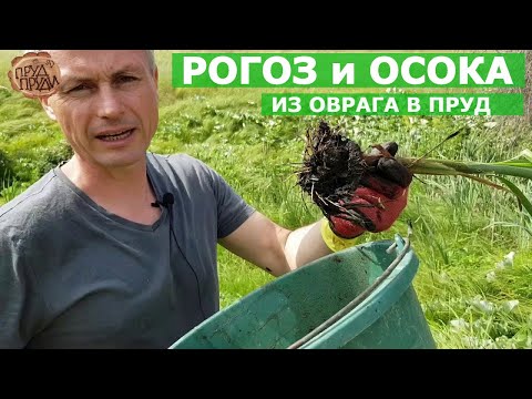 Видео: Растения для биоплато моего плавательного пруда.