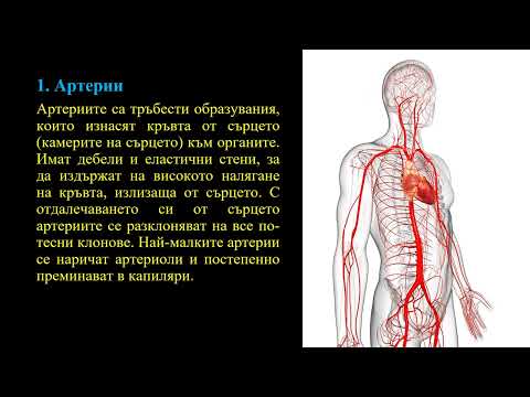 Видео: Кръвоносна система при човека