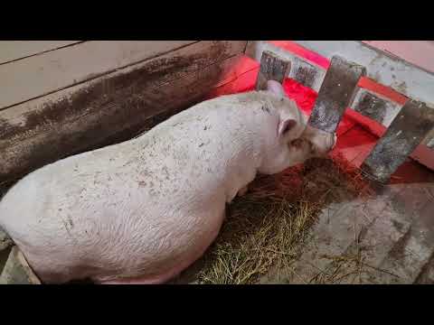 Видео: чем она вам не нравится? хорошая ведь свинка🙌