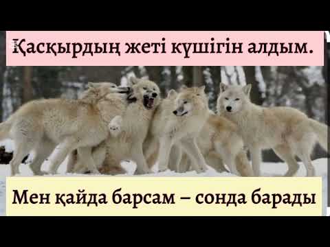 Видео: ҚАСҚЫРДЫҢ КЕЙБІР ҚАСИЕТТЕРІ . Жазып алған – Мылтықбай   Ерімбетов, @Khabilet
