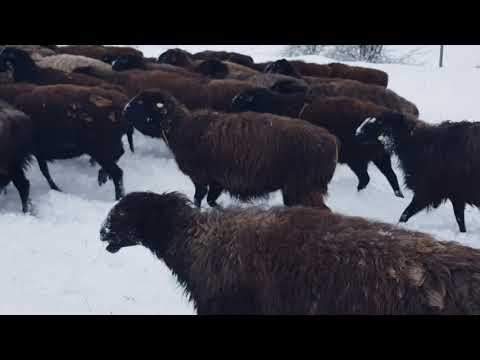 Видео: Эдильбаевские овцы. Жизнь зимой.