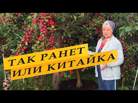 Видео: Что же это за яблоня такая.