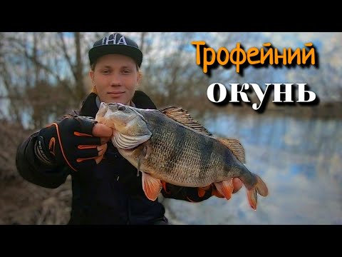 Видео: ТРОФЕЙНИЙ ОКУНЬ на ЗАТОЦІ. Весняний мікроджиг