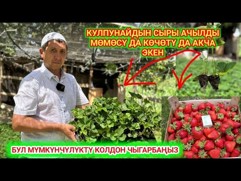 Видео: Кулпунай САТЫП миллионер бол // ДЫЙКАН кулпунайдын 2 сырын ачты