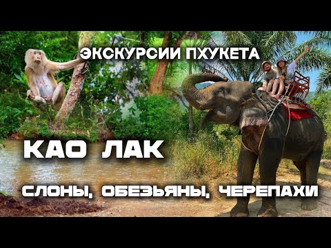 Видео: ЭКСКУРСИИ НА ПХУКЕТЕ - КАО ЛАК. СЛОНЫ, ОБЕЗЬЯНЫ, ЧЕРЕПАХИ, БАМБУКОВЫЕ ПЛОТЫ