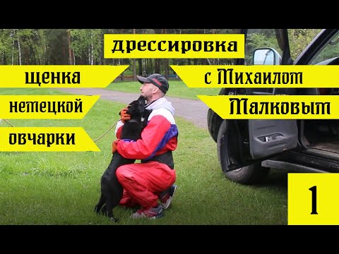 Видео: Дрессировка щенка немецкой овчарки с Михаилом Малковым. Первые шаги №1