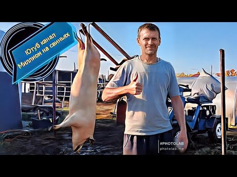 Видео: Забой 🔞 свиноматки породы‼️ Дюрок ‼️