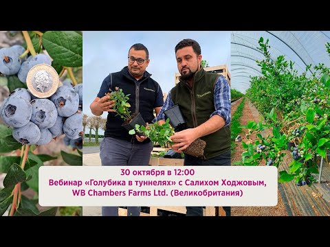 Видео: Вебинар «Голубика в туннелях» 30 октября