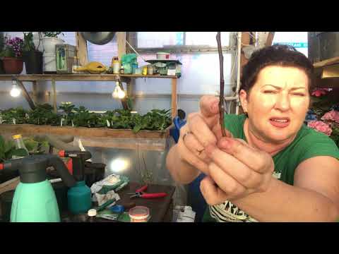 Видео: Прививка декоративной яблони Роялти на семенной подвой. Улучшенная копулировка.