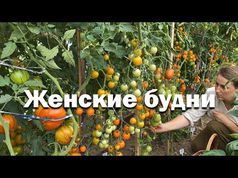 Видео: Что стало с огородом мечты? // урожайное лето // женские будни