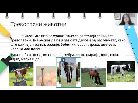 Видео: III одделение - Природни науки - Храна на животните