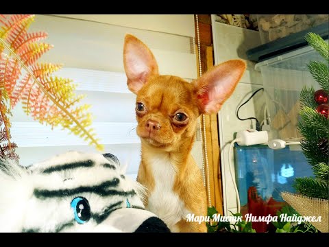 Видео: Незваный ГОСТЬ - не знаю как ВЫГНАТЬ !  Новости питомника  ЧИХУАХУА Мари Мистик 06/12/2021 года