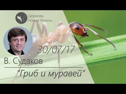 Видео: Виктор Судаков – Гриб и муравей