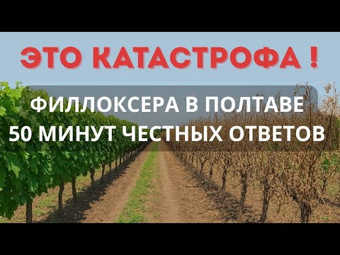 Видео: ЭТО КАТАСТРОФА! Филлоксера в Полтаве — 50 минут честных ответов