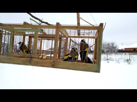 Видео: Ловля щегла,Купленный на ярмарке реполов запел