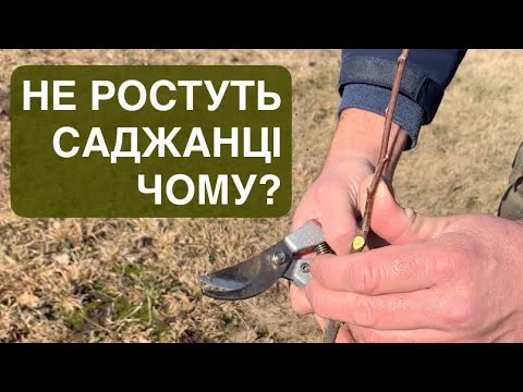 Видео: Чому не ростуть саджанці? Пояснюю деякі причини