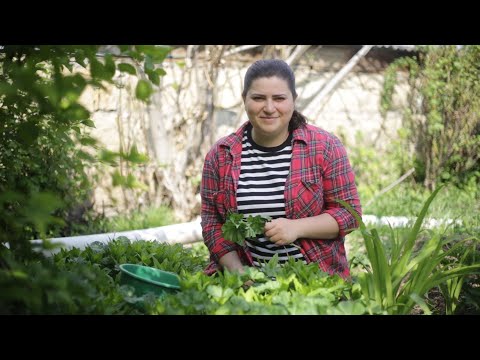 Видео: Փիփերթ / Mallow / Мальва, Просвирняк