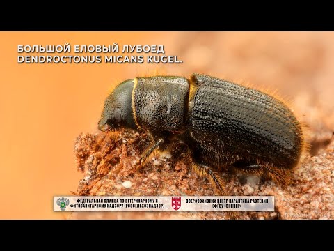 Видео: Большой еловый лубоед Dendroctonus micans Kugel.