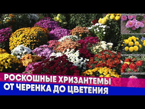 Видео: Роскошные хризантемы - от черенка до цветения