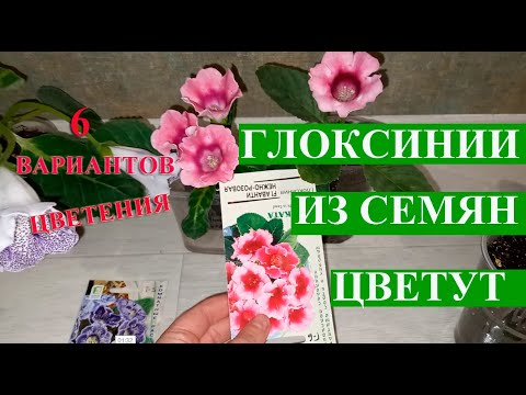 Видео: Глоксиния домашняя из семян, глоксиния цветет, какие цвета удалось получить из семян