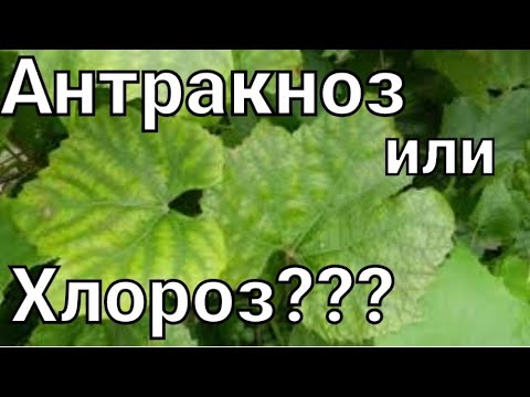 Видео: Хлороз или Антракноз на винограде ? Антракноз в начальной стадии ....