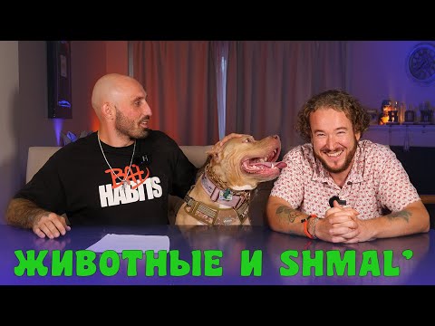 Видео: КАННАБИС и ЖИВОТНЫЕ. ЯД или ЛЕКАРСТВО?