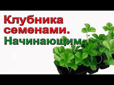 Видео: Клубника из семян. Начинающим.Не бойтесь.