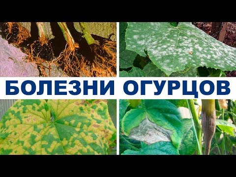Видео: Болезни огурцов в теплице. Препараты для борьбы с болезнями на 2-й оборот (28-08-2018)