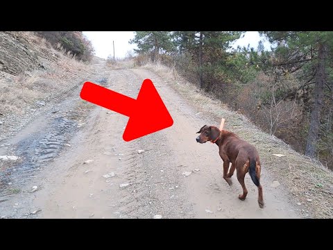 Видео: Изгубено и изплашено ловно куче откри собствениците си I Спасяване на куче