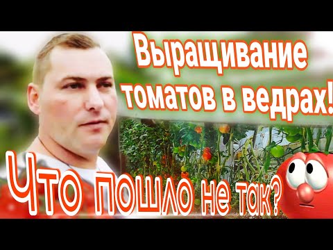 Видео: Выращивание томатов в ведрах / Что пошло не так?